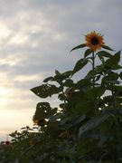 もう秋なのに孤高に咲くひまわり。