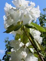 彼女に捧げる白い花