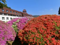 まだツツジが満開の所もあるようです