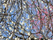 小金井公園。梅が真っ盛り。