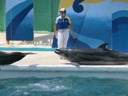 暑い時には海の生き物(そろそろネタ切れ)