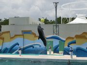 暑い日にはイルカのジャンプ！