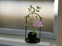 やっぱり生きているお花が好き