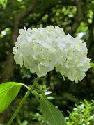 浄化されて気分は白い花