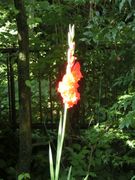 光るカンナの花。マララ・ユスフザイさんのよう。