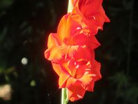 今日は哀悼のカンナ