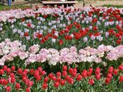 赤、白、黄色にピンクに水色のチューリップ