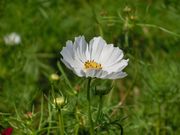 暑い時にはコスモスの花