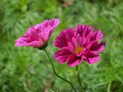 花のように仲良く咲くのは人間には難しいのかな。