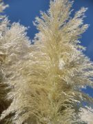 秋恒例の白団扇