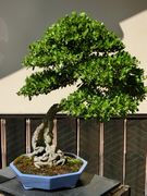 盆栽の禁欲的イメージが修験道に重なる。