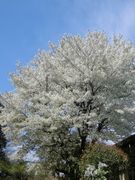 桜。目で見た本物の方がずっと感動的。