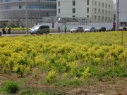 近隣の風景（もう一度菜の花）