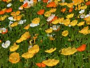 東京、立川市、昭和記念公園のお花です。