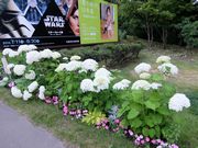 皆さんと一緒に美しく咲きたい。