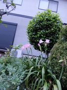 花のピンクが可愛かった。何ていう花かな？