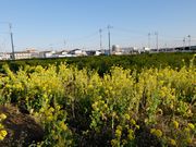 春です、春です、春です、と菜の花が叫んでいました。