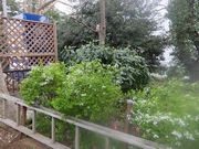 花はどんな時も心を癒してくれる