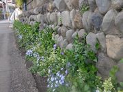 石垣に咲く可憐な花 