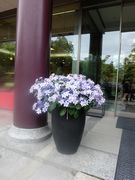 建物の玄関で見かけた花。花はどこにあってもそこに花を添える。