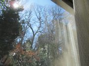 部屋から見る冬の庭