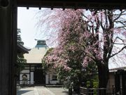 お寺の桜
