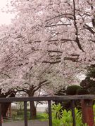 さくら、さくら、今咲き誇る♪