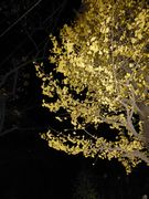 夜のイチョウ