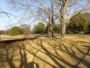 冬の木陰（？）