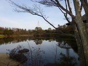 昭和公園冬景色（1）