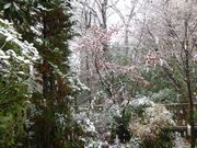 葉を落とす力のない紅葉の上に雪が積もった