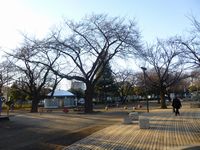 公園の風景