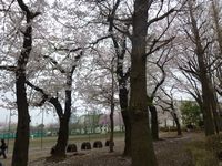 子供達が出た小学校は今日入学式