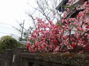 木瓜（ぼけ）も負けずに綺麗です