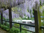 今、藤の美しい季節