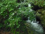 熱海梅林の中のせせらぎ