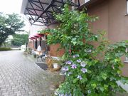 まだ紫陽花が元気な河口湖