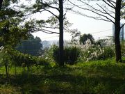 里山はまだ残っていた。バンザイ！