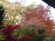 居間から公園を望む