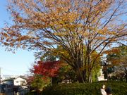 甲府の紅葉も綺麗でした