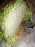巨大白菜断面図。