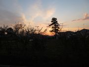 うちの近くの一本松。